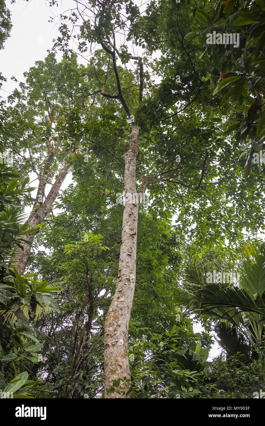 Santol, Cottonfruit (Sandoricum koetjape), l'arbre. Seychelles Banque D'Images