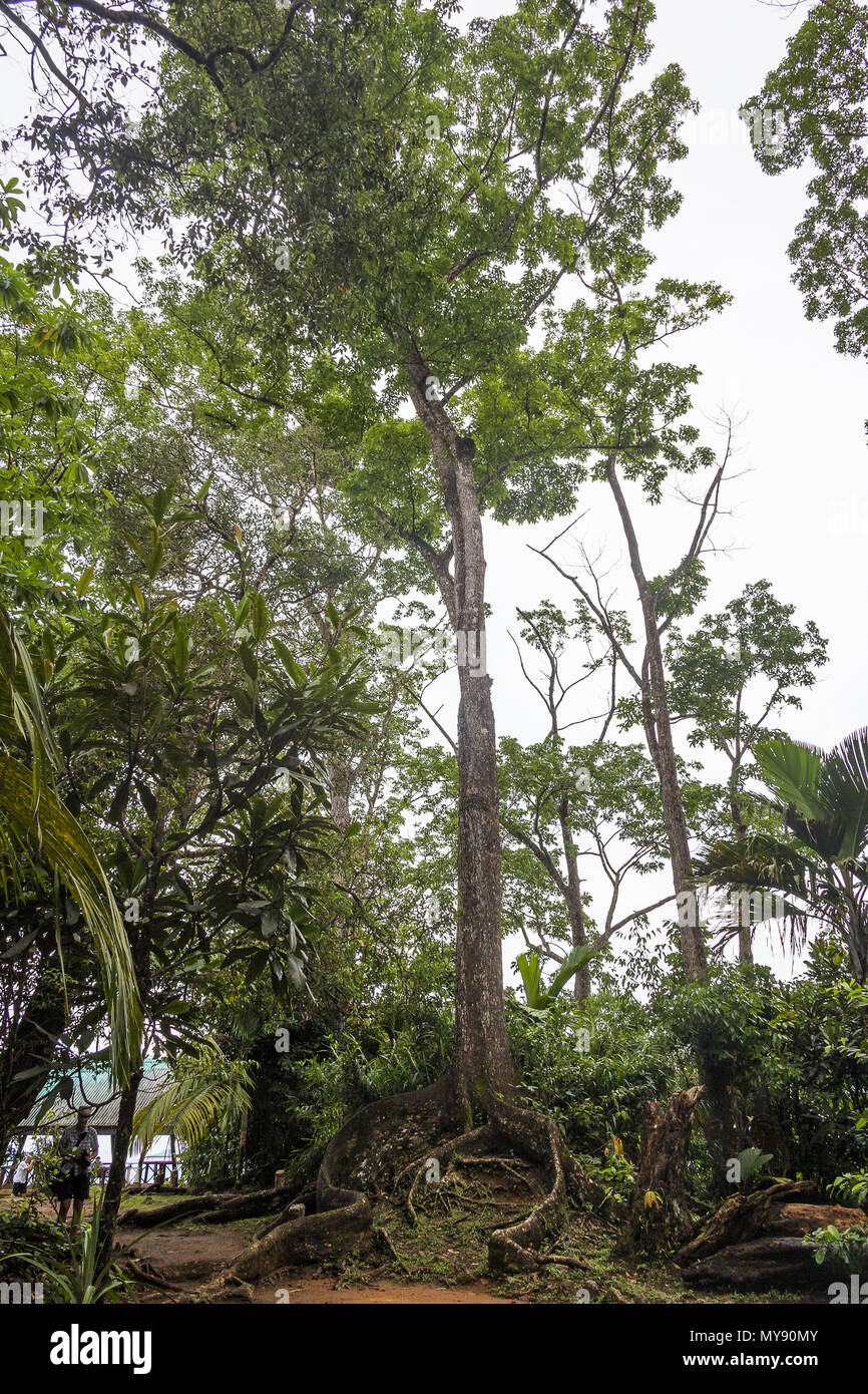 L'acajou du Honduras, l'acajou (Swietenia macrophylla), l'arbre. Seychelles Banque D'Images