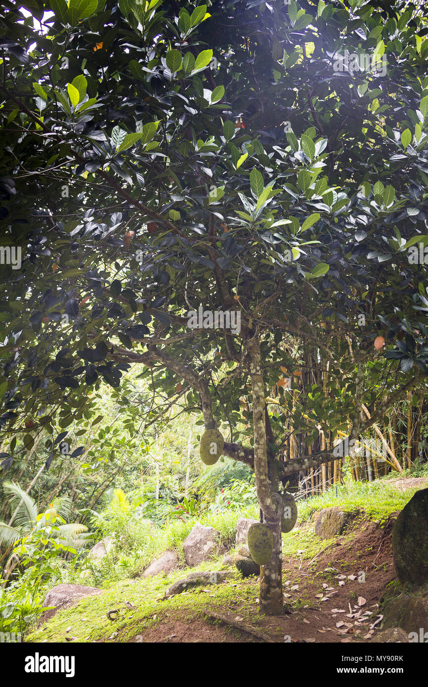 Jacquier (Artocarpus heterophyllus), l'arbre. Fruits comestibles, cultivée dans les régions tropicales du monde entier. Seychelles Banque D'Images