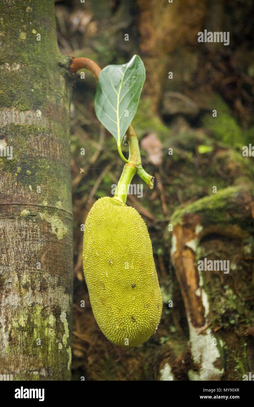 Jacquier (Artocarpus heterophyllus). Fruits comestibles, cultivée dans les régions tropicales du monde entier. Seychelles Banque D'Images