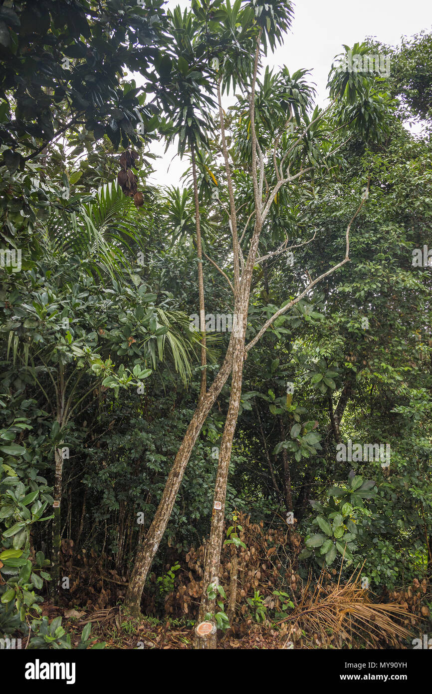Arbre Dracaena (Dracaena reflexa var. angustifolia). Mahe, Seychelles Banque D'Images