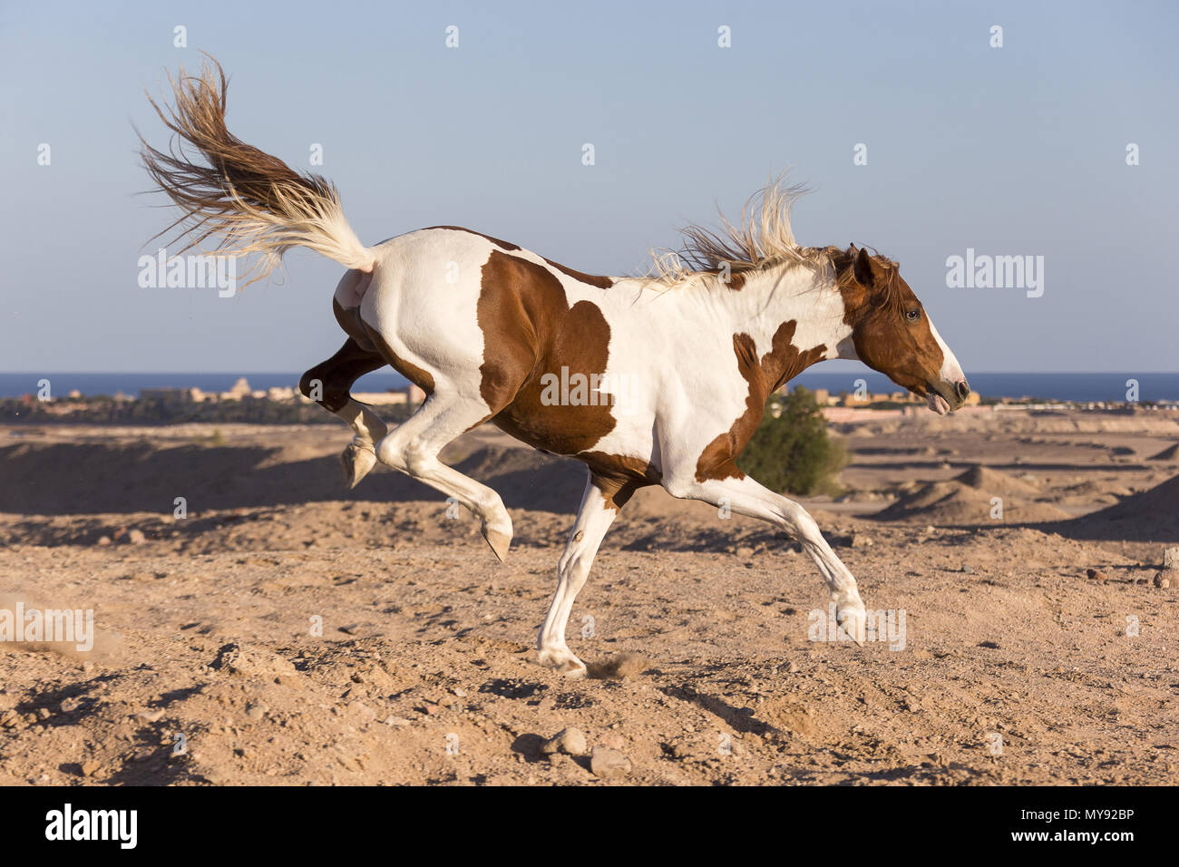 American Paint horse. Etalon Tobiano, coups de pied. L'Égypte Banque D'Images