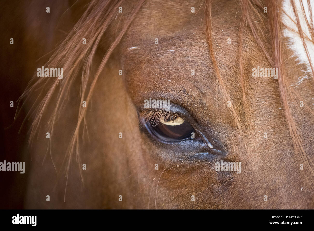 Cheval Arabe. Close-up d'œil d'un cheval aveugle. L'Égypte Banque D'Images