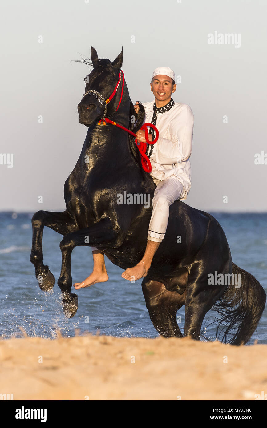 Cheval Arabe. Rider sur l'étalon noir l'élevage sur une plage. L'Égypte Banque D'Images