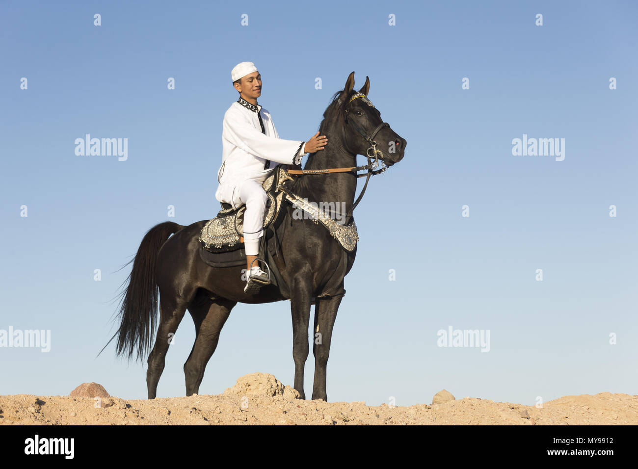 Cheval Arabe. Rider sur l'étalon noir debout dans le désert. L'Égypte Banque D'Images