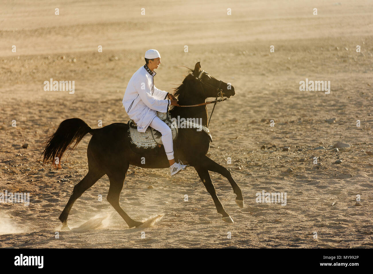 Cheval Arabe. Rider sur l'étalon noir galopant dans le désert. L'Égypte Banque D'Images