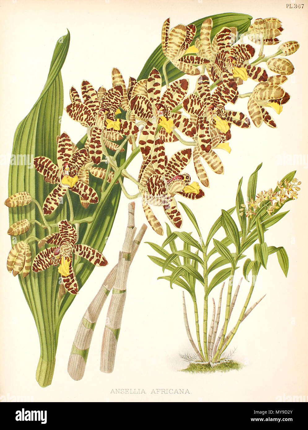 . Anglais : Illustration de Ansellia africana BOSCH Williams, R. Warner l'Orchid Album . 1889. John Nugent Fitch (illustrateur), B. Sc. Williams, R. Warner (éditeurs) 43 Ansellia africana Banque D'Images