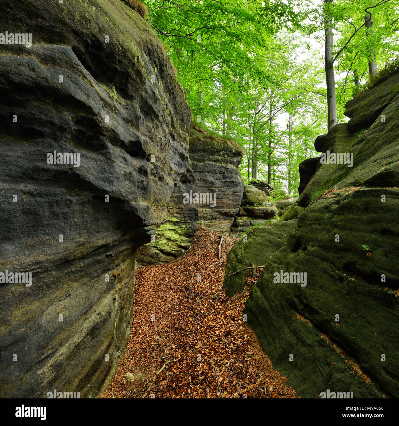 Les grands rochers de grès dans la forêt de hêtres, des montagnes de grès de l'Elbe, la Suisse Saxonne Parc National, près de Bad Schandau, Saxe Banque D'Images