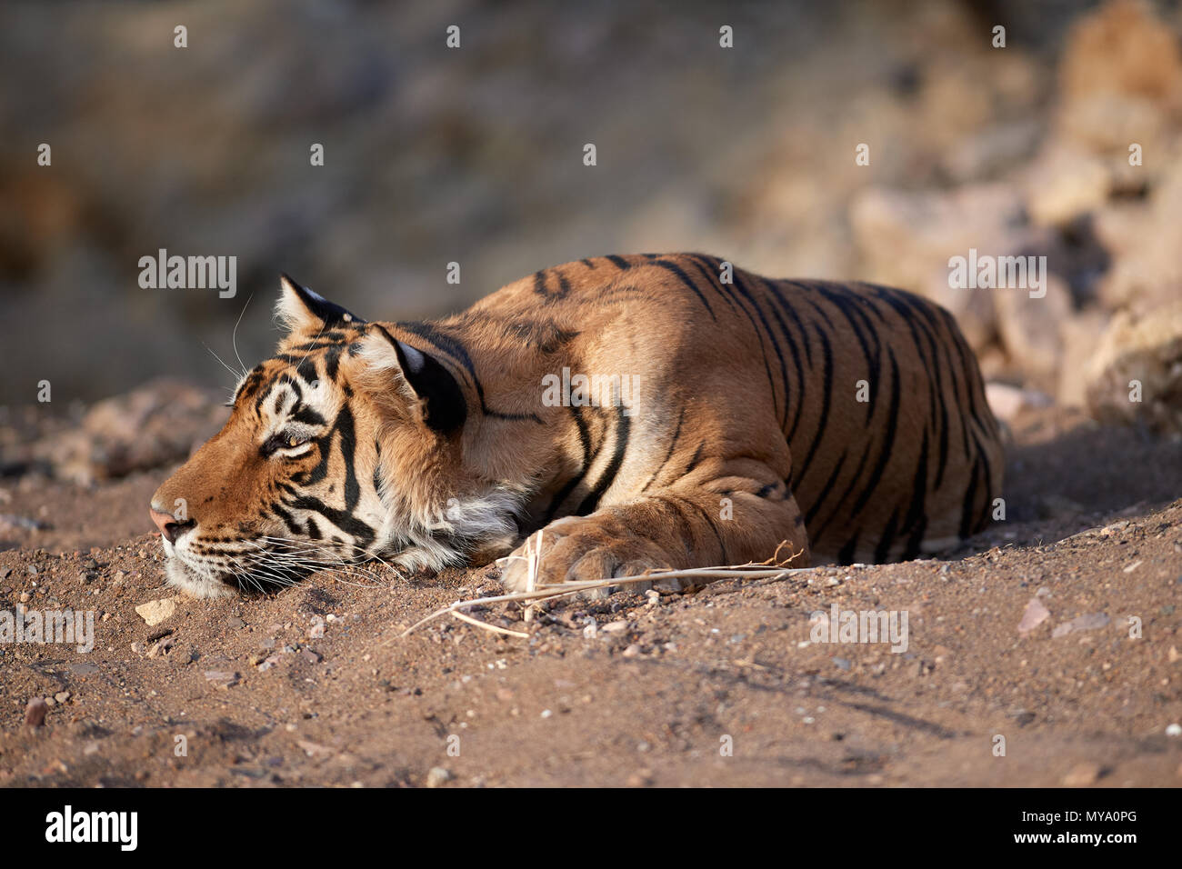 Bengal Tiger Cub Banque D'Images