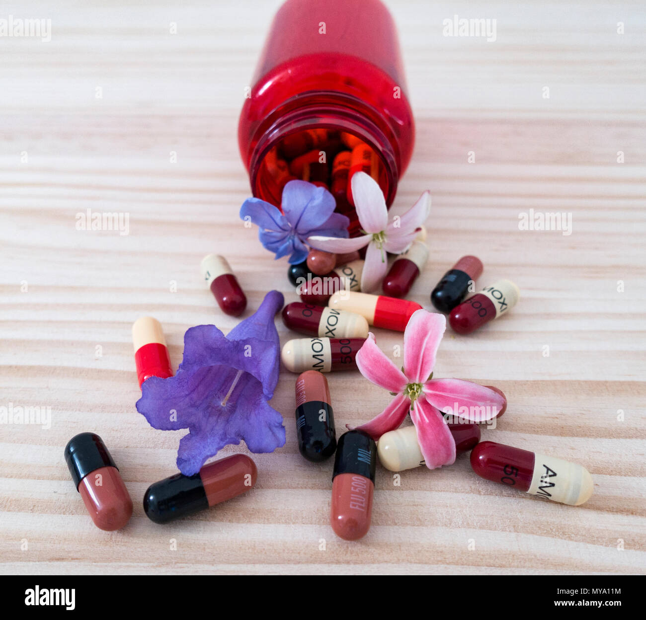 Image concept homéopathie : Amoxicilline et Flucloxacillin capsules antibiotiques et de fleurs sur fond de pins. Banque D'Images