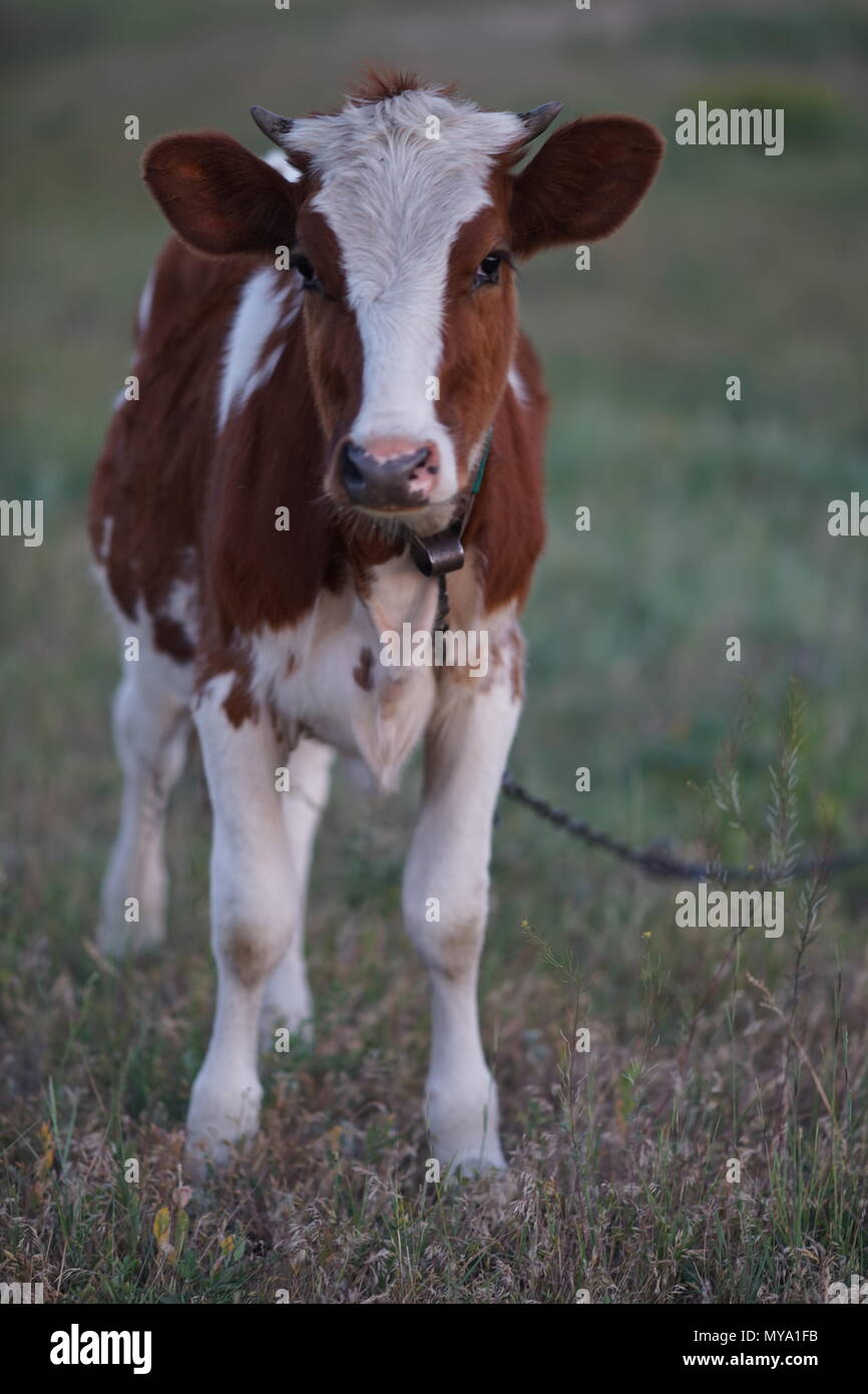 Brown white spotted cow grazing in a field Banque D'Images