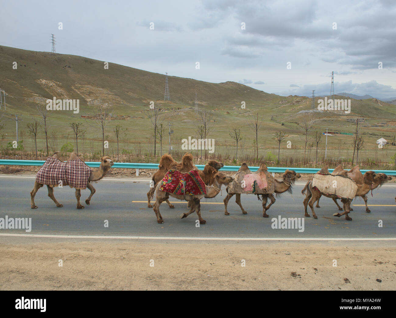 Troupeau de chameaux de Bactriane sur l'autoroute, Keketuohai, Xinjiang, Chine Banque D'Images