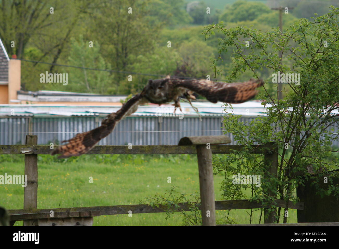 Une journée au Welsh hawking centre à Barry regarder quelques étonnantes des hiboux et oiseaux en grande environs Banque D'Images