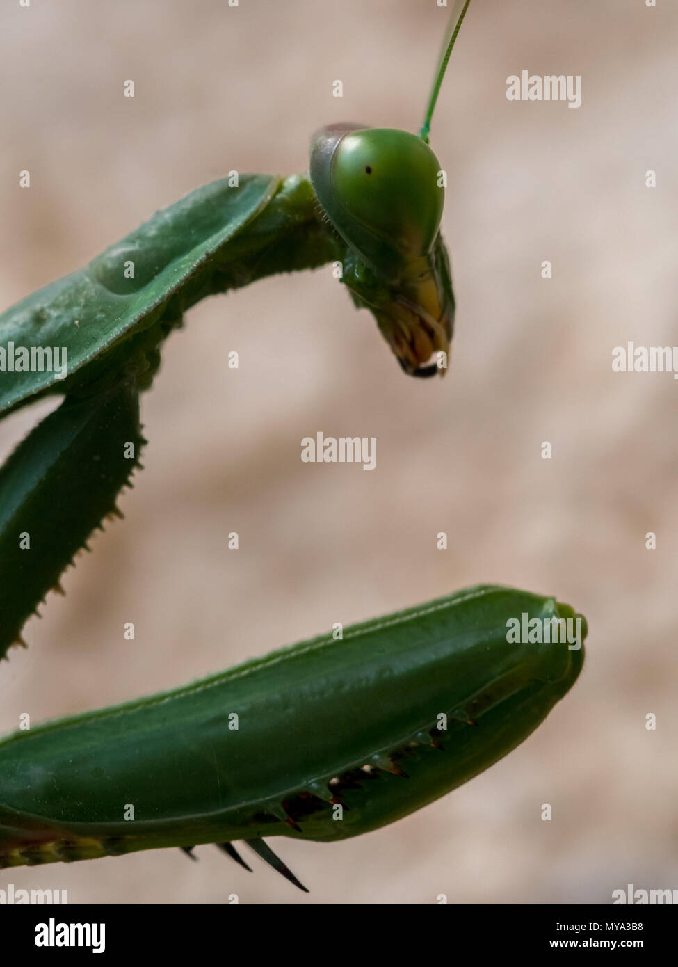 Praying mantis close up Banque D'Images