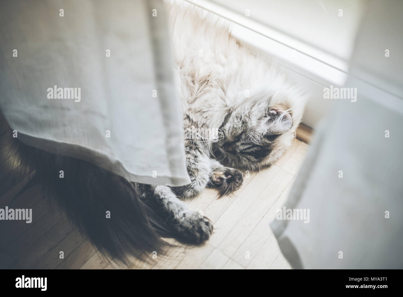 Fluffy cat allongé derrière rideau sur plancher en bois dormant Banque D'Images