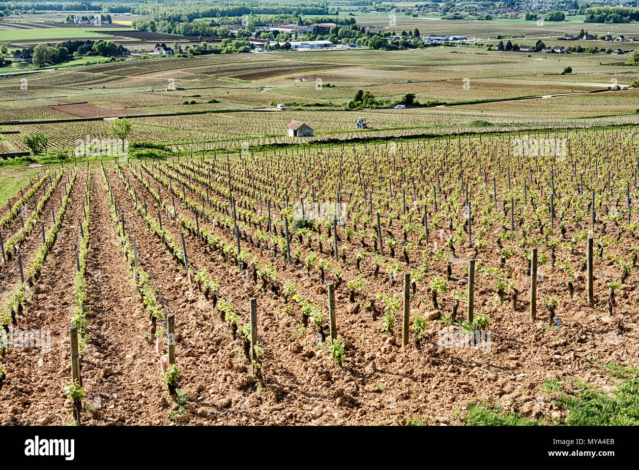 Le Corton grand cru est un vignoble en Bourgogne. La petite ville rurale de Alexe-Corton est dans l'arrière-plan au bas de la colline. Banque D'Images