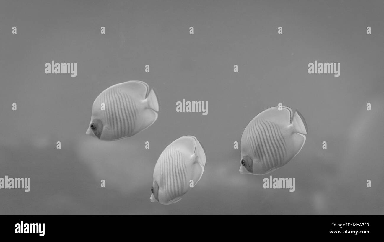 Sea life- Israël Mer Rouge Banque D'Images