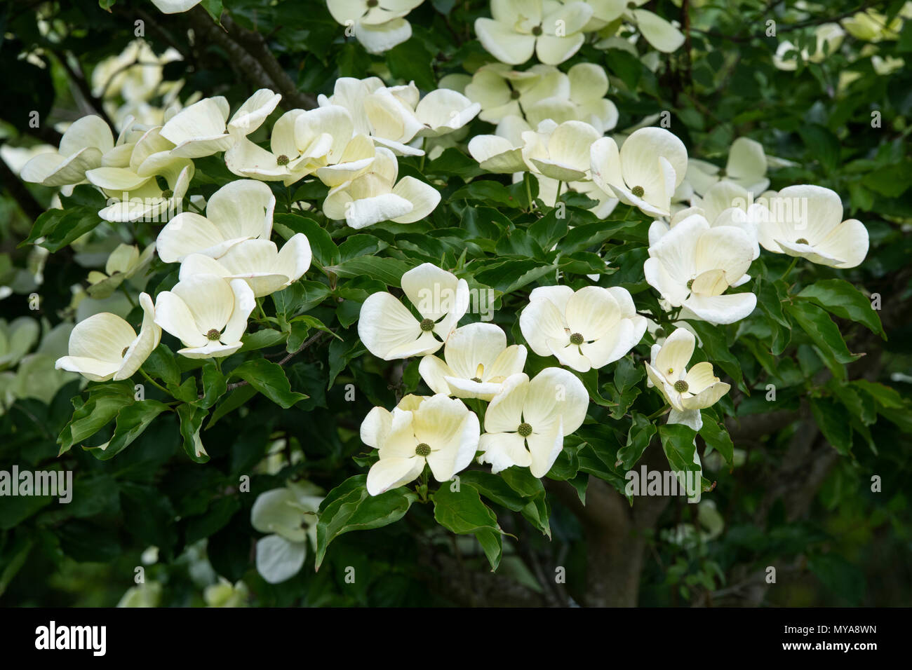 Cornus x elwinortonii 'Venus'. Arbre cornouiller des fleurs au printemps. UK Banque D'Images