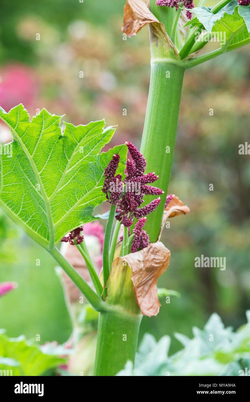 Rheum 'Grand bere'. La rhubarbe ornementale floraison des plantes au printemps. UK Banque D'Images