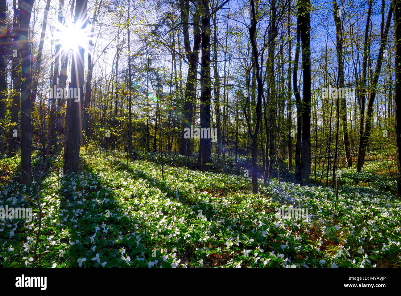 soleil et ombre dans la forêt - beau plancher de forêt recouvert de feuilles séchées et de plantes vertes à faible croissance avec des fleurs blanches trillium Banque D'Images