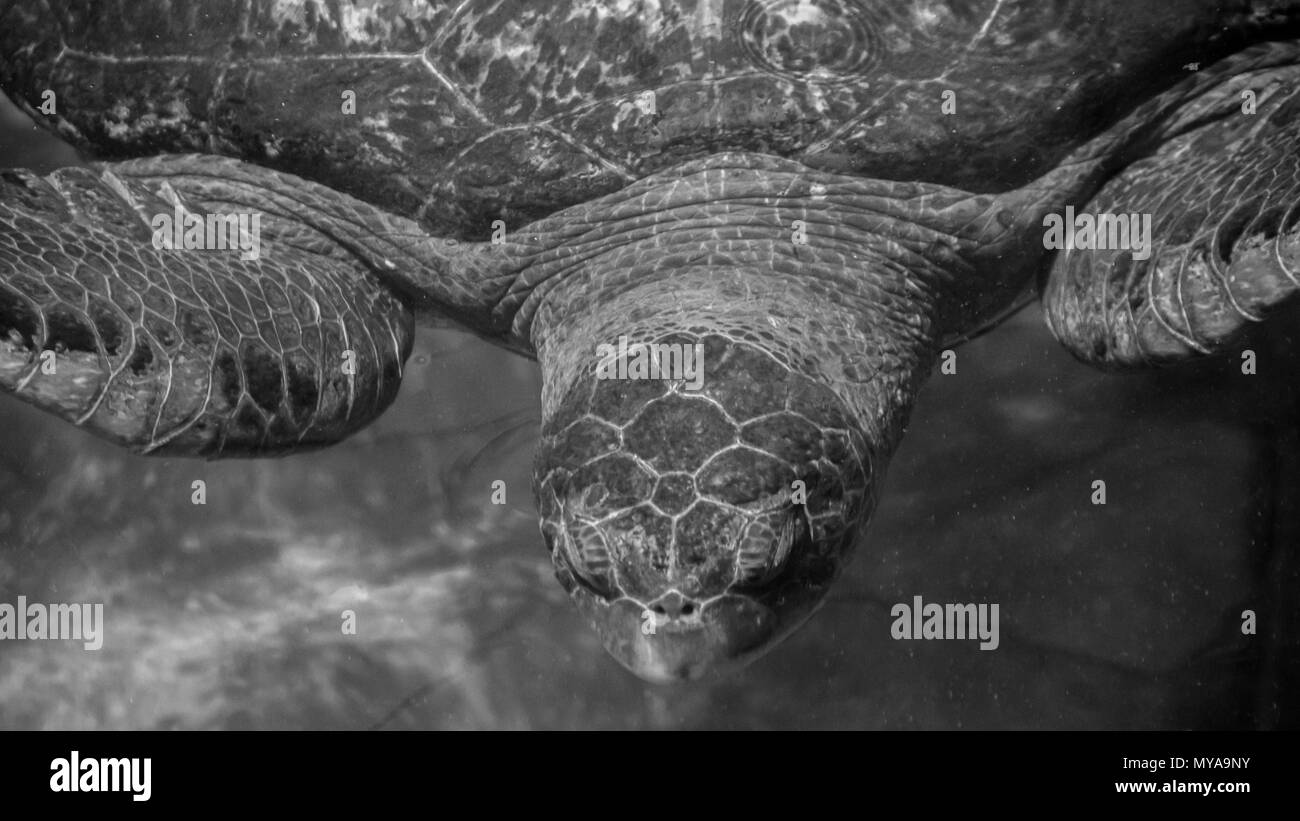 Tortue de mer isolé- Israël Mer rouge Banque D'Images