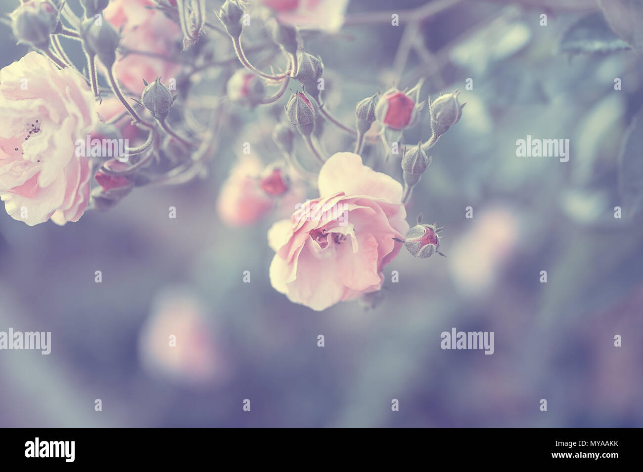 Téléchargement gratuit Images Fond Rose Pastel Style Vintage Photo D Une Tendre Rose Rose Bush dernière salutations