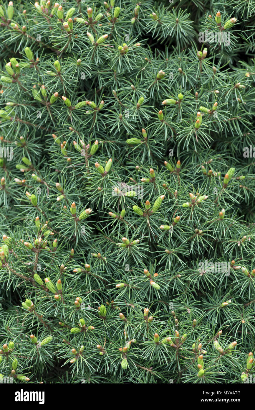Une vue rapprochée de branches de conifères denses et vertes avec de nouveaux bourgeons de croissance, mettant en valeur la texture riche et les couleurs vibrantes des aiguilles à feuilles persistantes, Banque D'Images