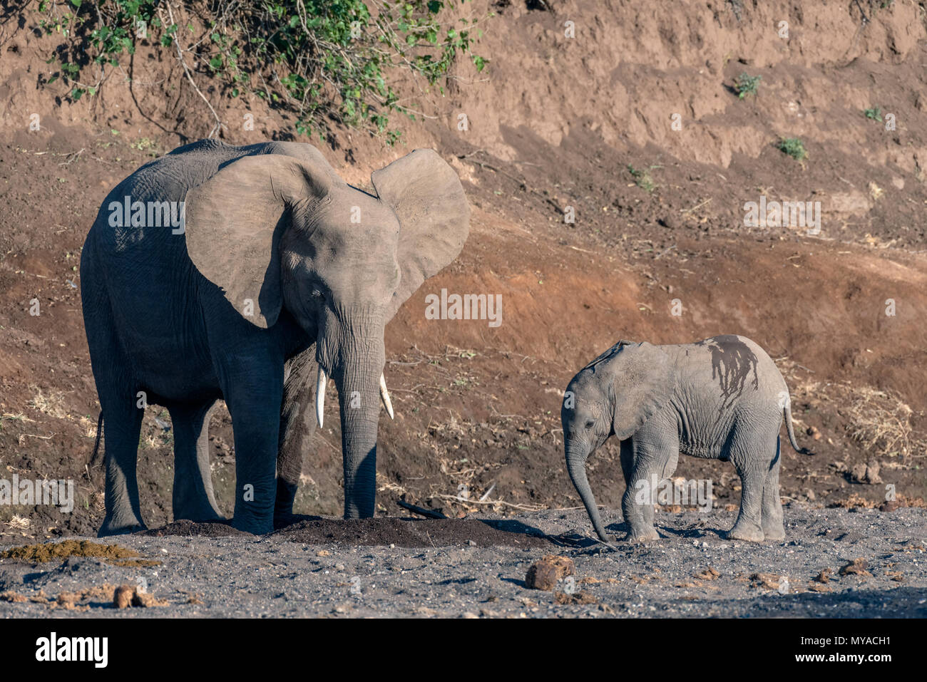 Les éléphants de l'eau dans le lit de la rivière Majale au Botswana Banque D'Images