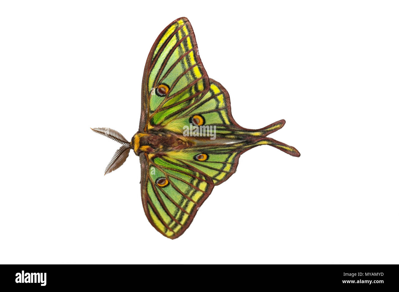 Graellsia isabelae élisabéthain (papillon), avec fond blanc, Espagne Banque D'Images