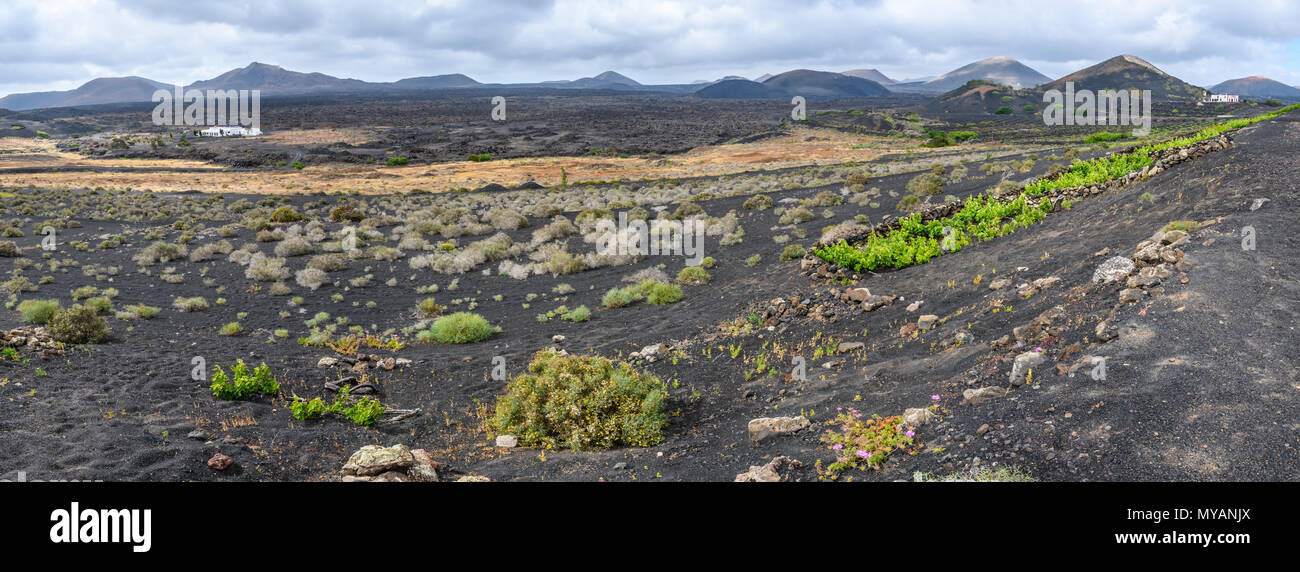 Vignes sur sol volcanique noire près de Geria à Lanzarote, îles Canaries, Espagne Banque D'Images