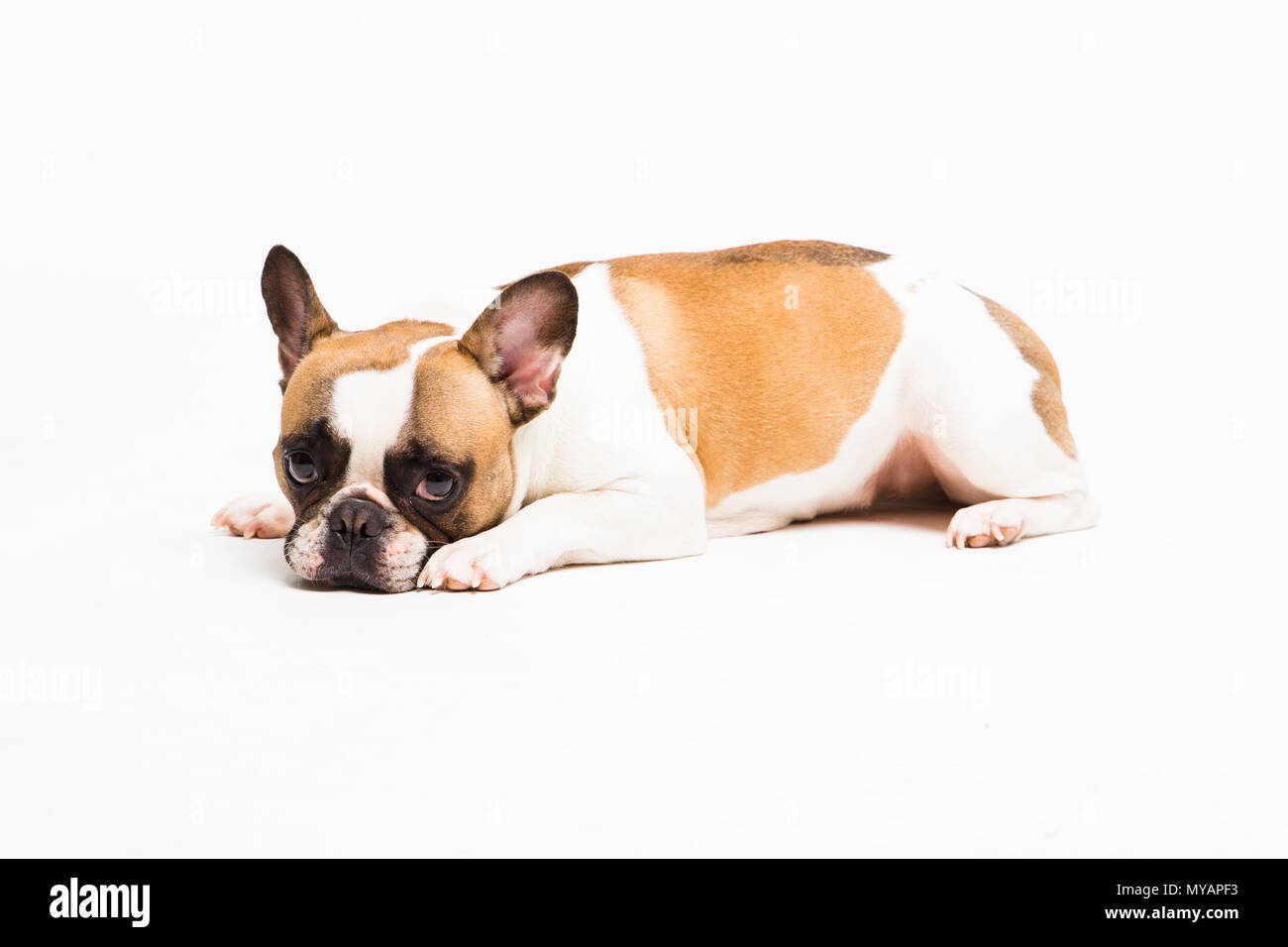 Portrait d'un chien sur un fond blanc. Le bouledogue français, le mensonge et l'air triste Banque D'Images
