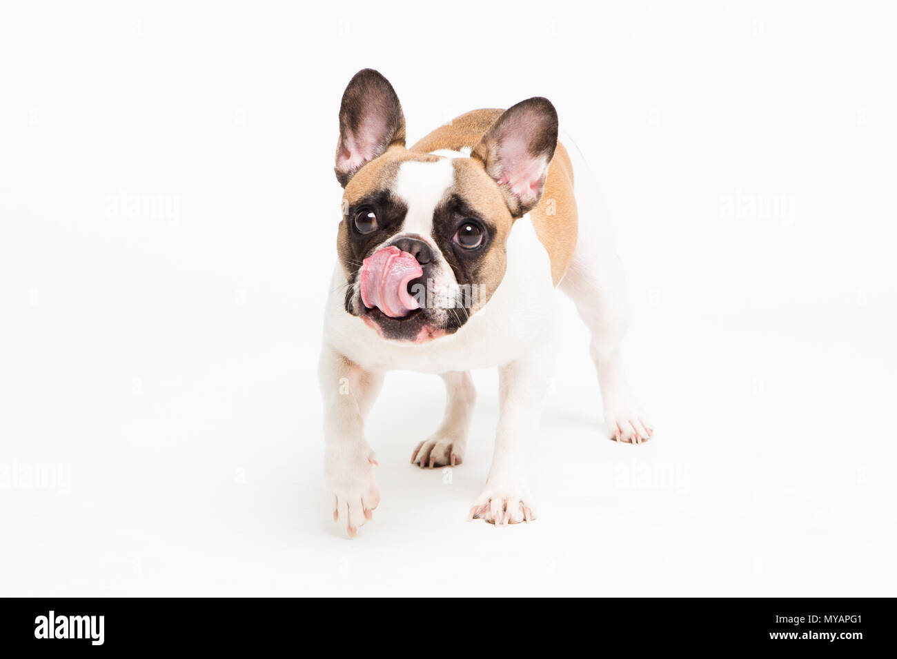 Portrait d'un bouledogue français sur un fond blanc. joyeux petit chien avec un drôle de visage Banque D'Images