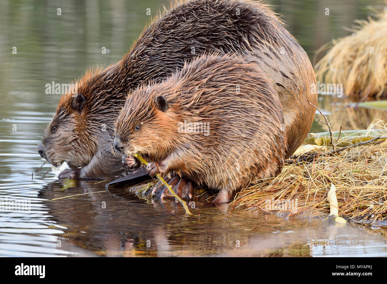 Un bébé castor (Castor canadensis) ; et sa mère grignoter sur les branches de l'arbre d'Aspen, au bord du lac à Hinton en Alberta Maxwell Canada. Banque D'Images