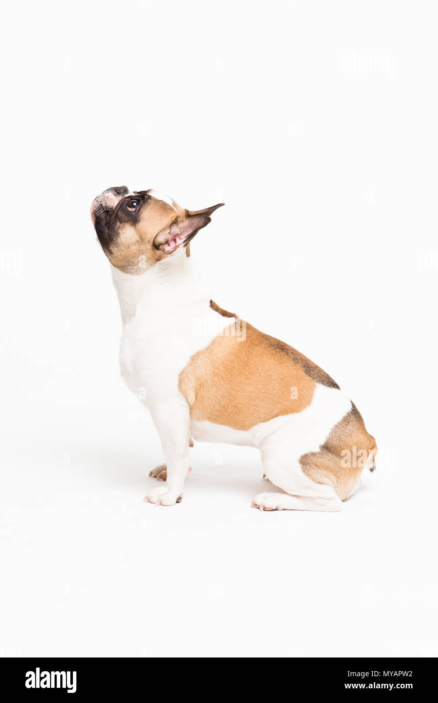 Portrait d'un bouledogue français sur un fond blanc. joyeux petit chien avec un drôle de face sitting Banque D'Images