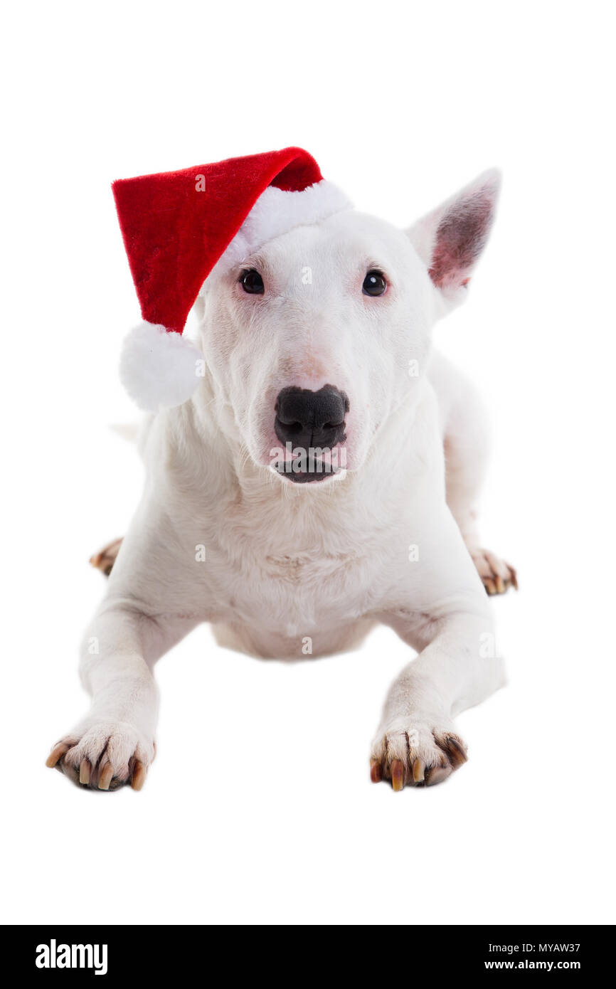 Bull Terrier dans une red hat de Noël sur un fond blanc dans le studio Banque D'Images