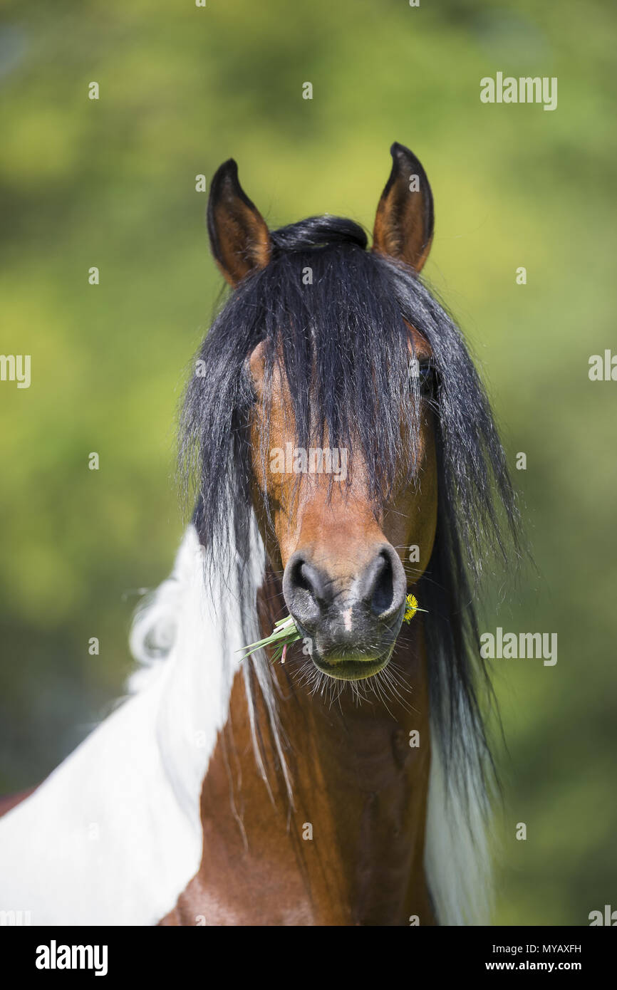 Paso Fino. Portrait de book étalon. Allemagne Banque D'Images