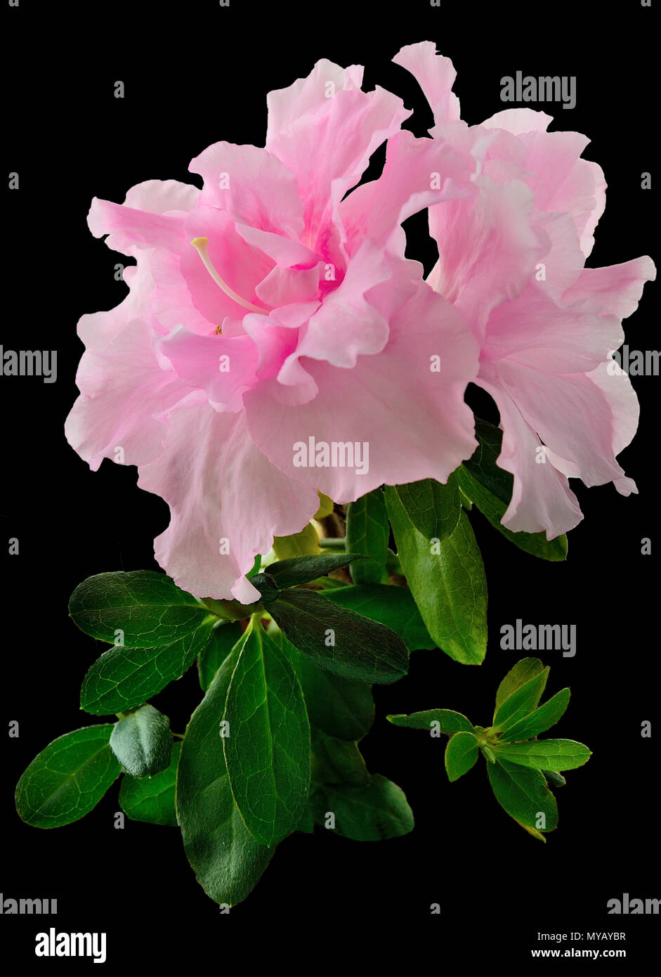 Azalea fleurs rose lumière délicate (Rhododendron) avec des feuilles de près, isolé sur un fond noir - étonnamment belle plante ornementale, floral Banque D'Images