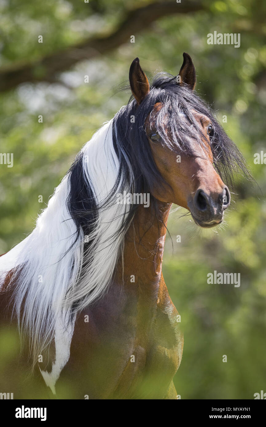 Paso Fino. Portrait de book étalon. Allemagne Banque D'Images