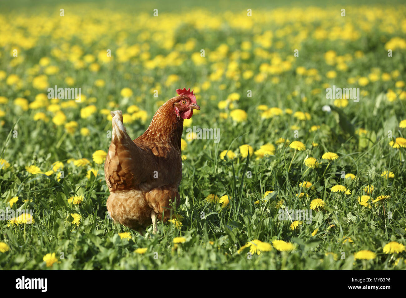 Poulet domestique. Poule dans une prairie avec des fleurs de pissenlit. Allemagne Banque D'Images