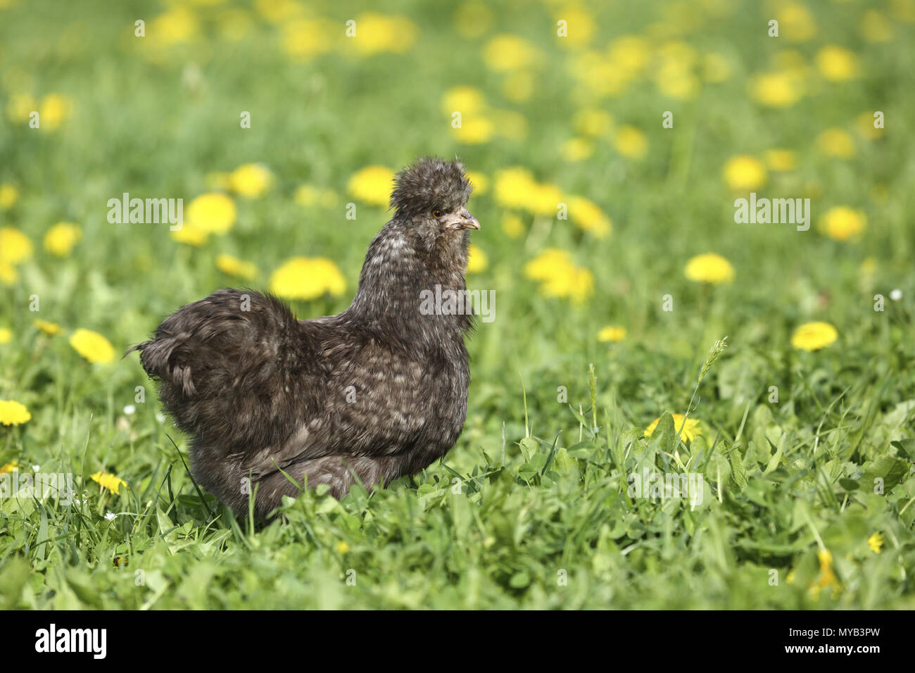 Poulet domestique, race : Silkie, soyeux. Poule dans une prairie avec des fleurs de pissenlit. Allemagne Banque D'Images
