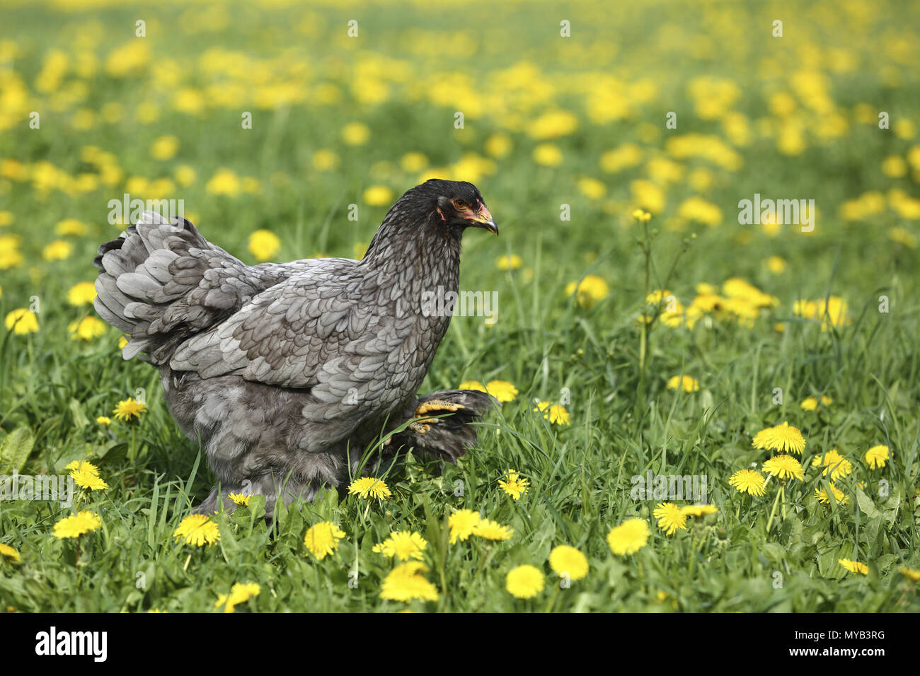 Poulet domestique, race : Partridge Brahma. Orsque la marche dans une prairie avec des fleurs de pissenlit. Allemagne Banque D'Images