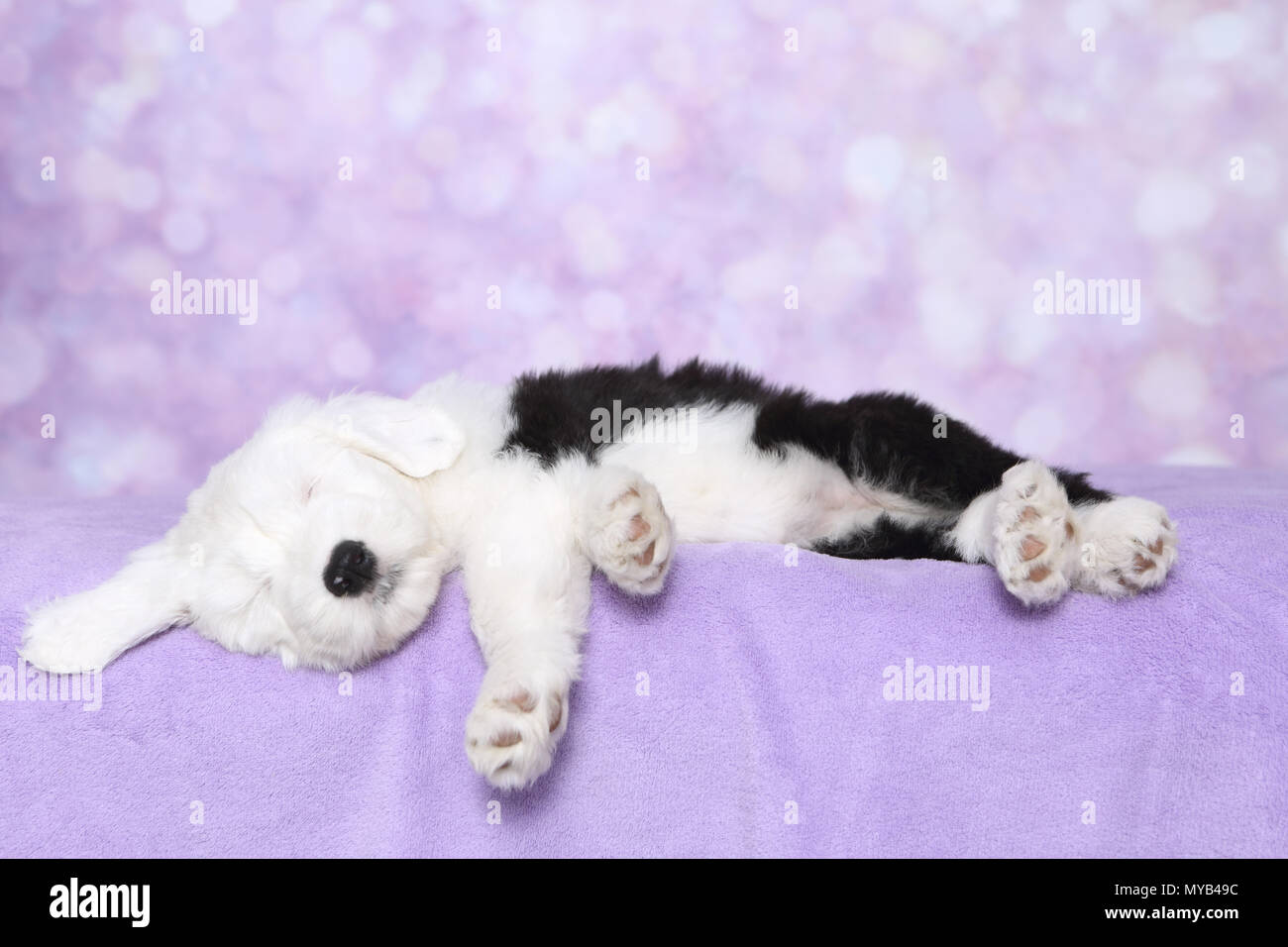 Old English Sheepdog. Chiot dormir sur une couverture pourpre. Studio photo sur un fond violet. Allemagne Banque D'Images