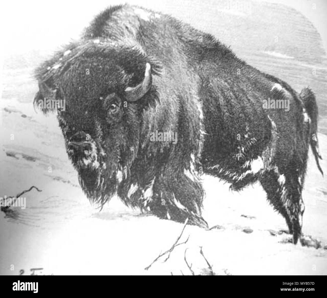 . Bison-Zeichnung. Bildunterschrift im Originalwerk : Amerikanischer (Bos bison s. Bison americanus). Körperlänge 2,50 - 2,80 m, 0,65 m, Schwanzlänge Höhe 1,50 m 75 Brockhaus Bison Banque D'Images