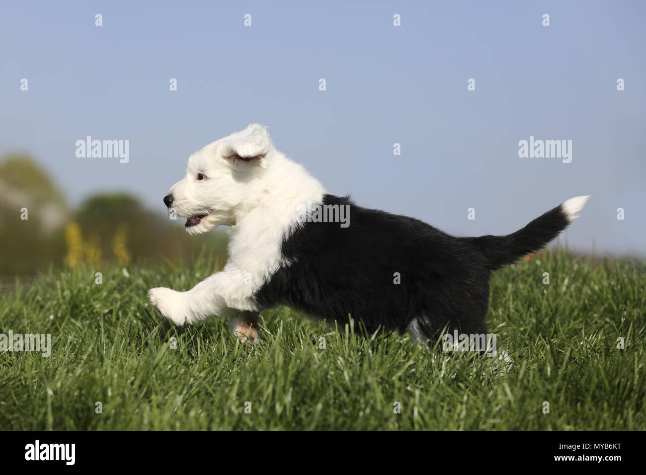 Old English Sheepdog. Chiot s'exécutant sur un pré. Allemagne Banque D'Images