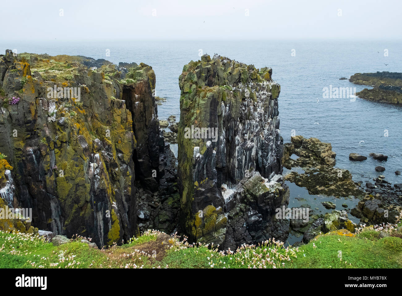 Cliffs à Lady's Bed sur l'île de mai National Nature Reserve, Firth of Forth, Ecosse, Royaume-Uni Banque D'Images