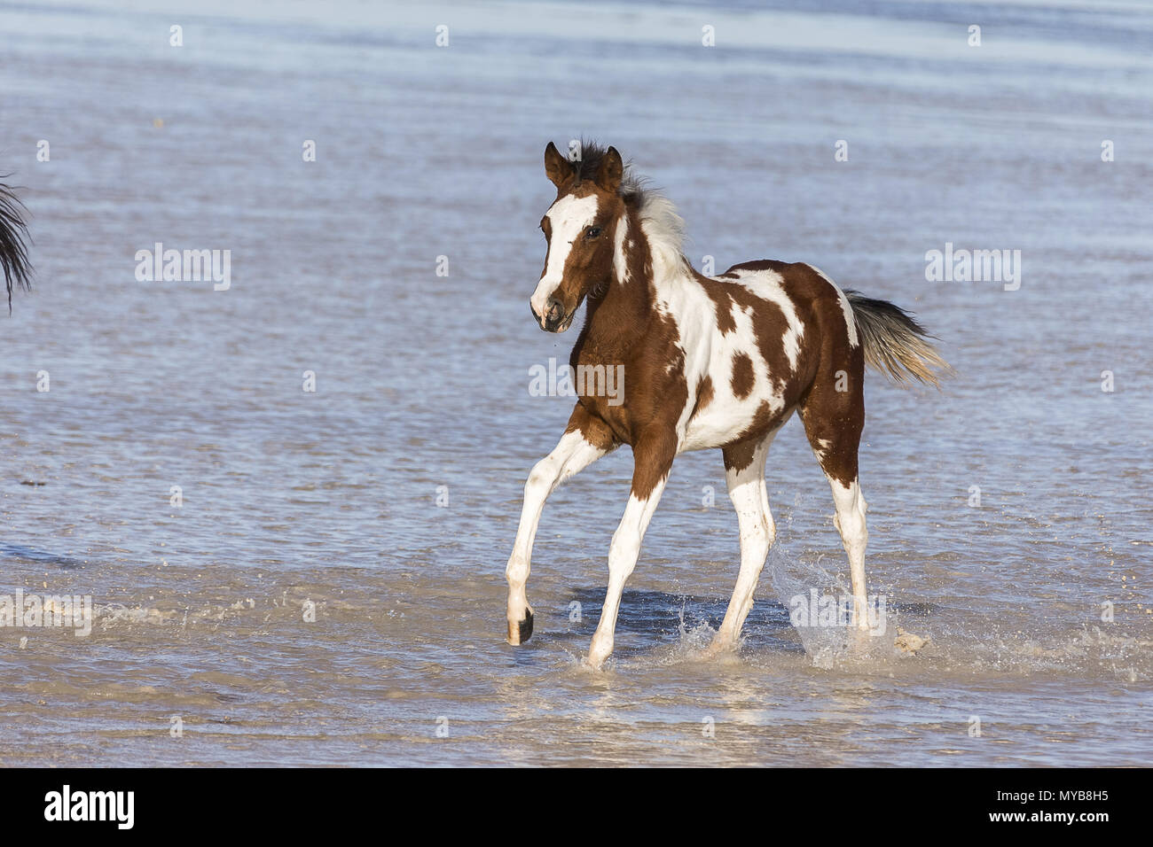 Pinto. Poulain galopant dans l'eau peu profonde. L'Égypte. Banque D'Images