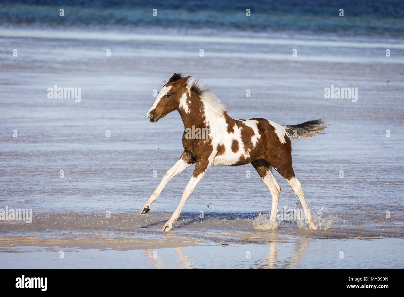Pinto. Poulain galopant dans l'eau peu profonde. L'Égypte. Banque D'Images