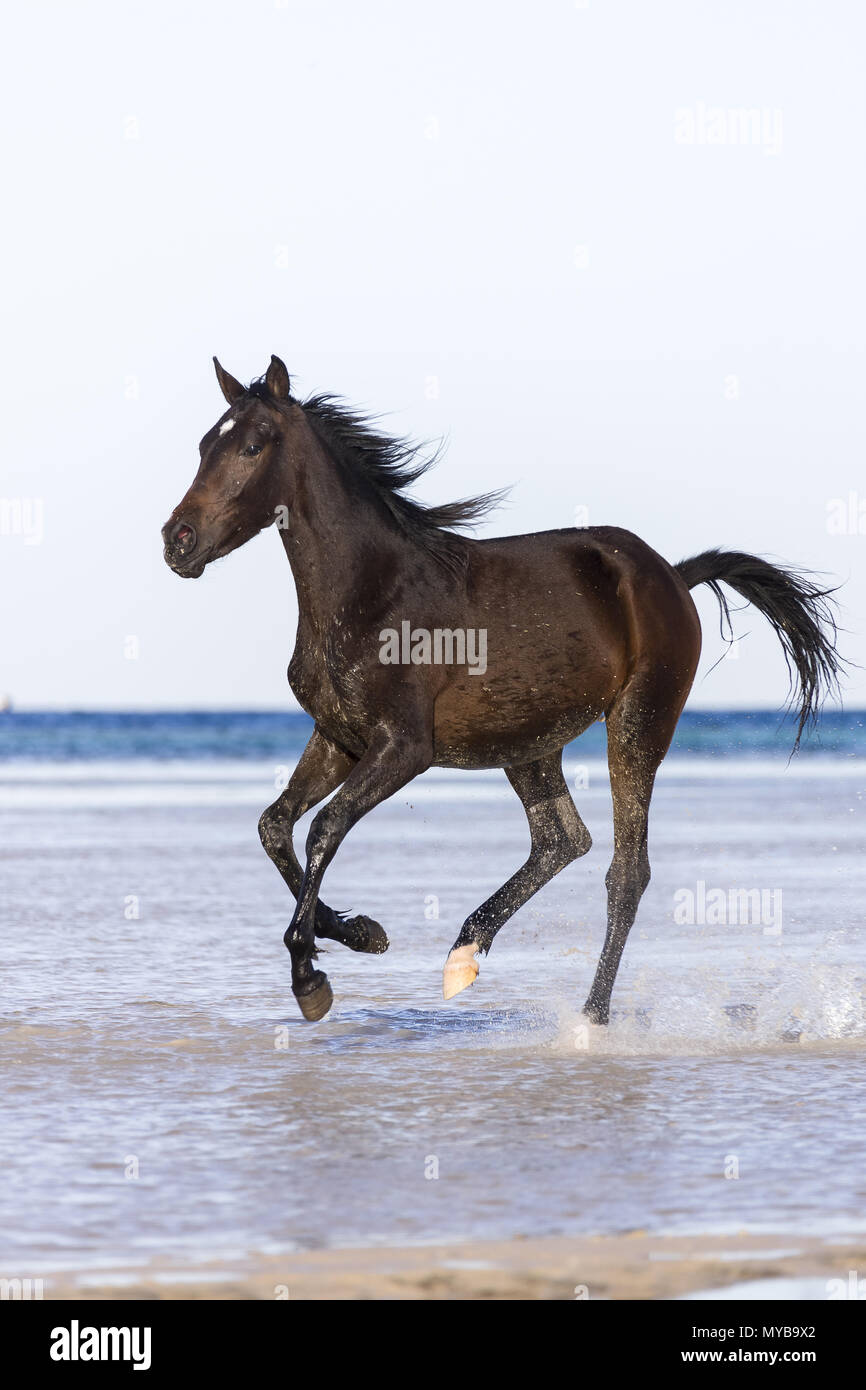 Barb horse. Le galop des chevaux de la baie en eau peu profonde. L'Égypte. Banque D'Images