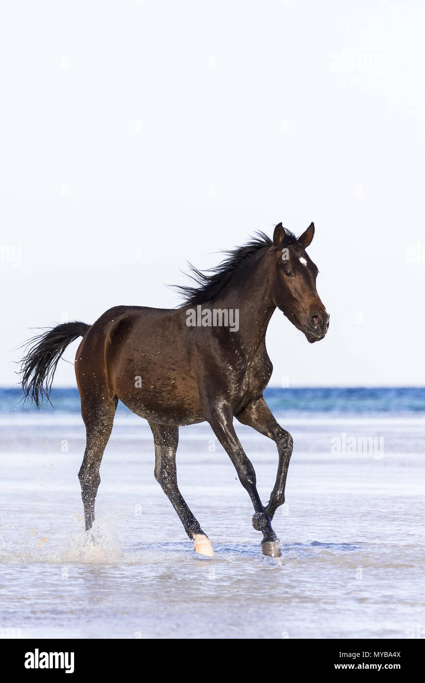 Barb horse. Le galop des chevaux de la baie en eau peu profonde. L'Égypte. Banque D'Images