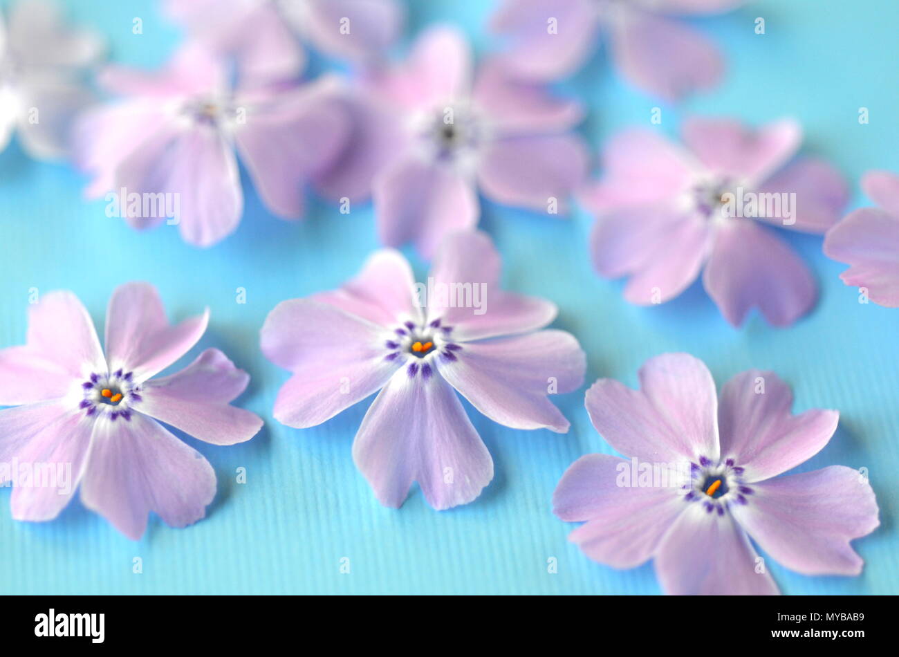 Phlox violet Lavande fleurs sur fond pastel bleu sarcelle turquoise télévision mise en page avec copie espace. Banque D'Images